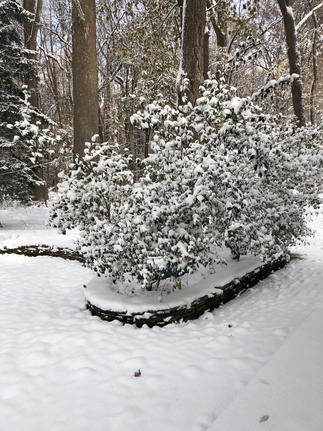 Snow, November 2019.