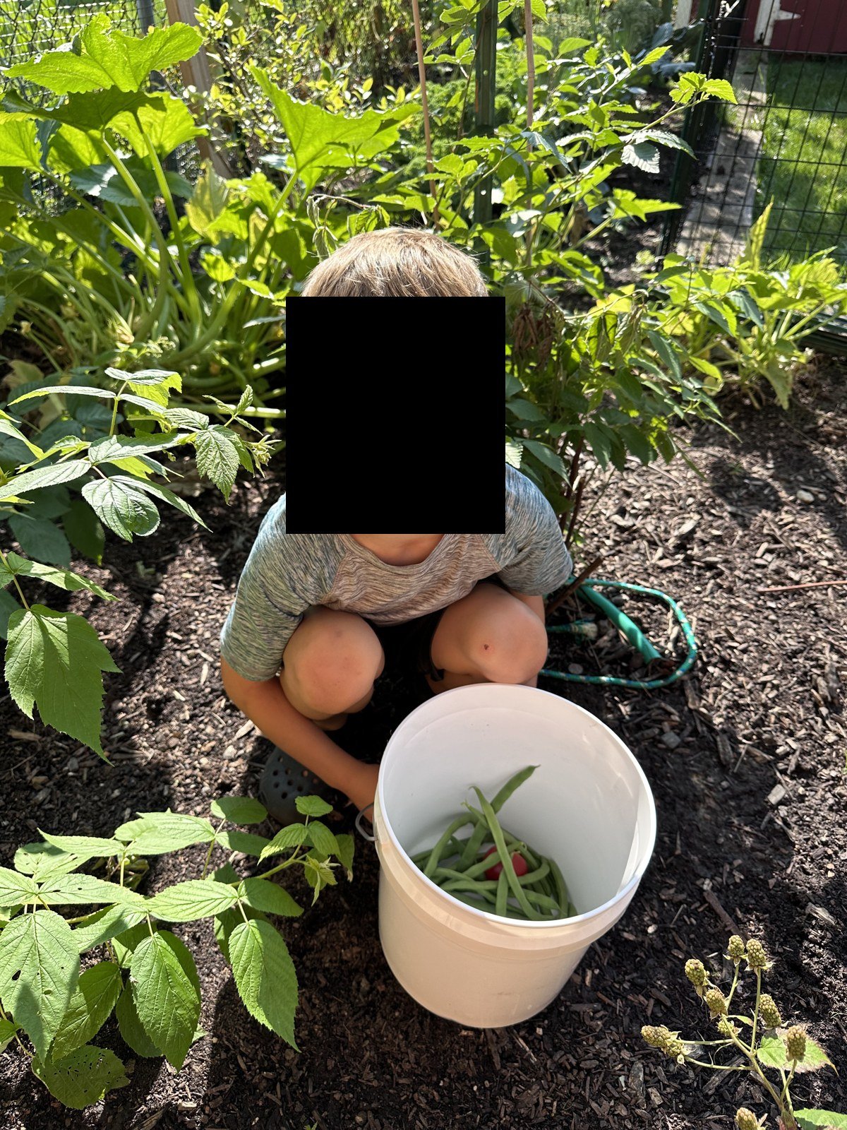 Picking beans, August 2023.